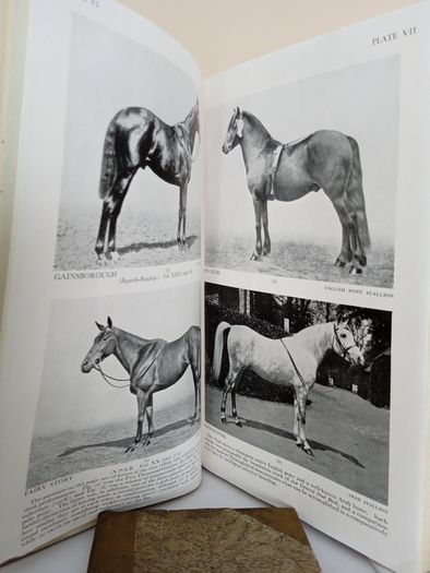 An Eye for a Horse: A Guide to Buying and Judging by Sidney G. Goldschmidt (PT257)