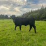 2nd calf AAX cow Image 8