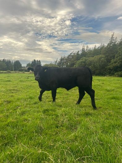 2nd calf AAX cow