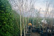 Jacquemontii 14ft white Birch trees