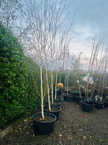 Jacquemontii 14ft white Birch trees
