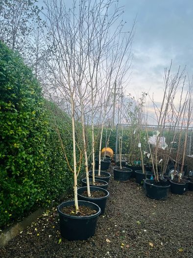 Jacquemontii 14ft white Birch trees