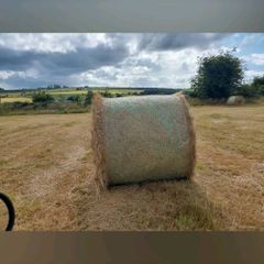 Hay