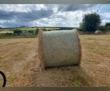 Hay