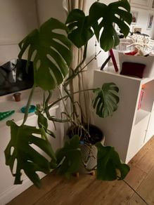 cheese plant (Monstera) with large pot