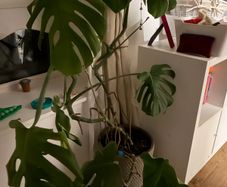 cheese plant (Monstera) with large pot