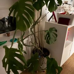 cheese plant (Monstera) with large pot