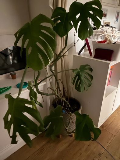 cheese plant (Monstera) with large pot