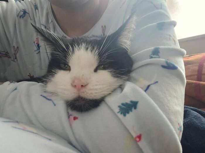 Lovely cat