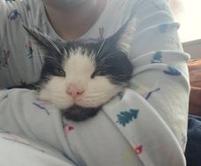 Lovely cat