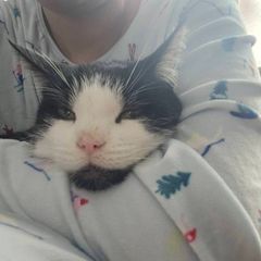 Lovely cat