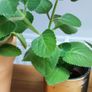 Indoor Plants Image 4