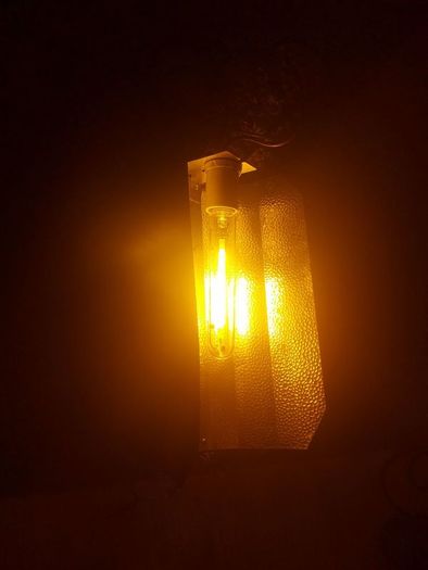 plant lamp