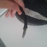 Yeezey oreos size 5 Image 4
