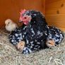hens Image 7