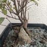 Native Irish Cherry Tree Bonsai Image 2