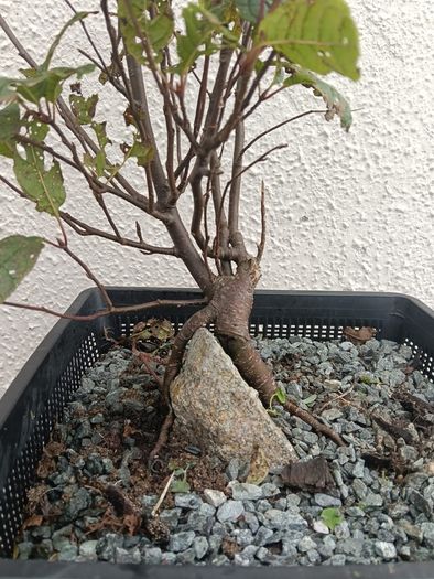 Native Irish Cherry Tree Bonsai