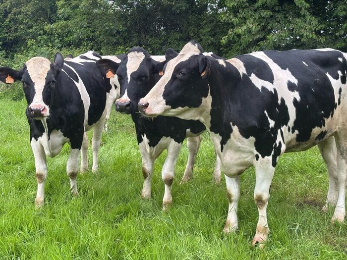 Autumn calving heifers for sale