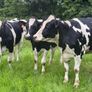 Autumn calving heifers for sale Image 5