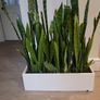 Sansevieria Zeylanica trough Image 3