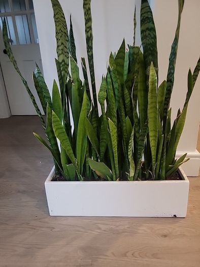 Sansevieria Zeylanica trough