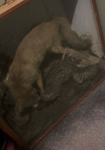 Taxidermy fox