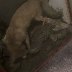 Taxidermy fox