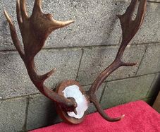 3 Deer mounts 2 Fallow 1 Red Deer