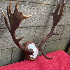 3 Deer mounts 2 Fallow 1 Red Deer