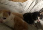 1 month old kittens