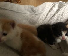 1 month old kittens