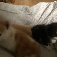 1 month old kittens
