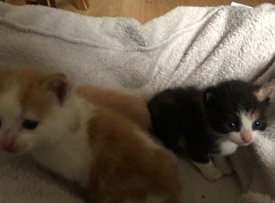 1 month old kittens