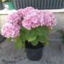 plants Image 2