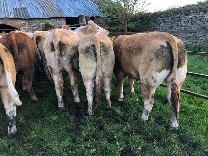 47 super store heifers 450 kg