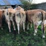 47 super store heifers 450 kg Image 10