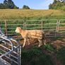 sheep Image 3
