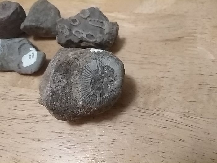 fossils - potentially hundreds of millions of years old