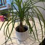 Ponytail Palm Beaucarnea recurvata Image 2