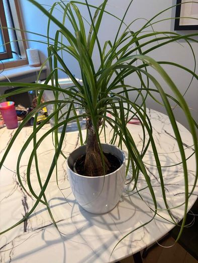 Ponytail Palm Beaucarnea recurvata