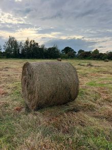 Bales of rushes