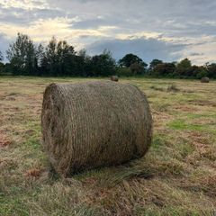 Bales of rushes