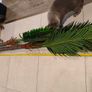 Palm Tree Image 6