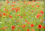 Irish Wild Flower Seeds