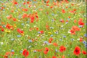 Irish Wild Flower Seeds