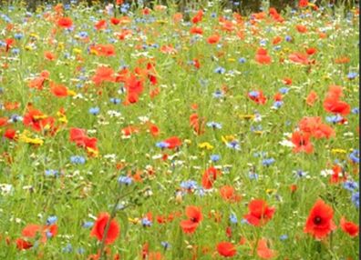 Irish Wild Flower Seeds