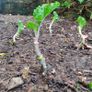 Taunton Deane Kale (Perennial) Image 3