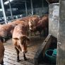Cattle Image 3