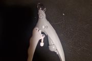 dog nail clippers