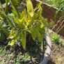 plants free Image 3